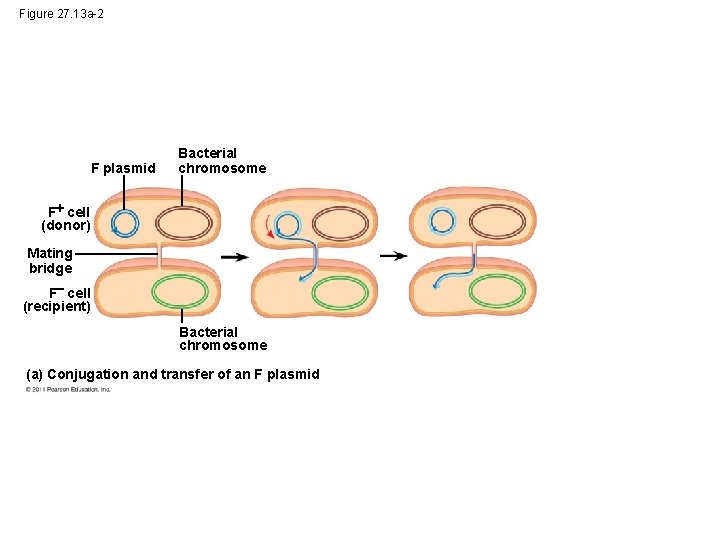 Figure 27. 13 a-2 F plasmid Bacterial chromosome F cell (donor) Mating bridge F