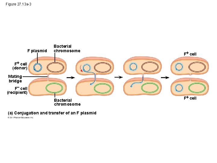 Figure 27. 13 a-3 F plasmid Bacterial chromosome F cell (donor) Mating bridge F