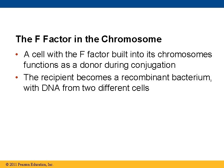 The F Factor in the Chromosome • A cell with the F factor built