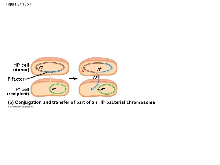 Figure 27. 13 b-1 Hfr cell (donor) A A A F factor F cell