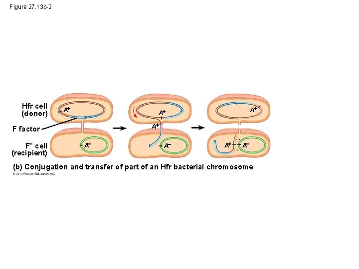 Figure 27. 13 b-2 Hfr cell (donor) A A F factor F cell (recipient)
