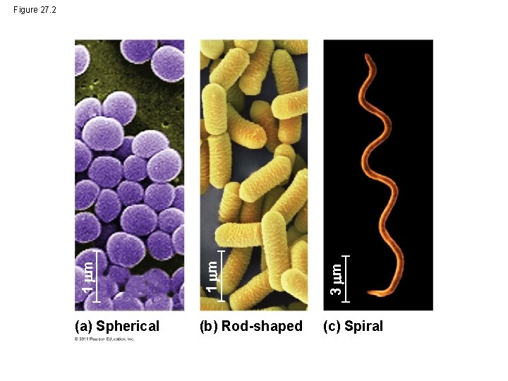 1 m 3 m Figure 27. 2 (a) Spherical (b) Rod-shaped (c) Spiral 