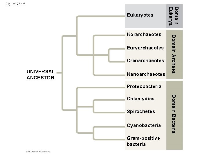 Figure 27. 15 Euryarchaeotes Crenarchaeotes UNIVERSAL ANCESTOR Nanoarchaeotes Domain Archaea Korarchaeotes Domain Eukarya Eukaryotes