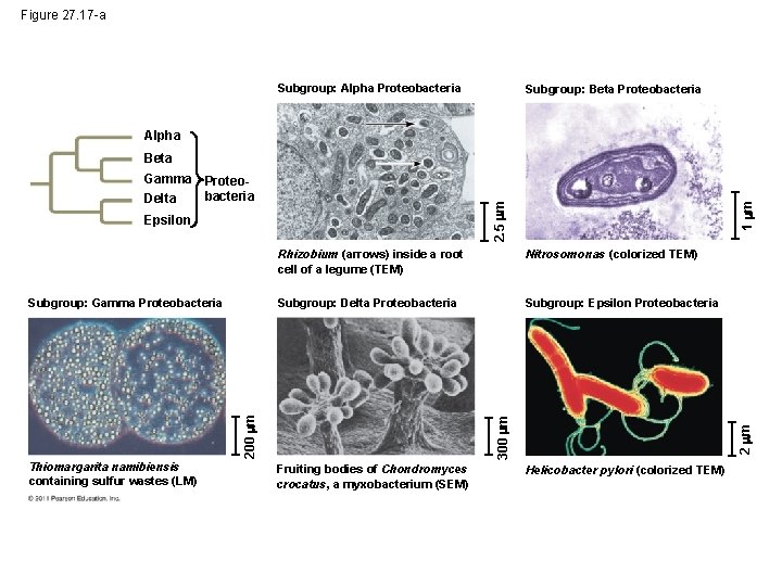 Figure 27. 17 -a Subgroup: Alpha Proteobacteria Subgroup: Beta Proteobacteria Alpha 2. 5 m