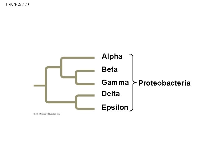 Figure 27. 17 a Alpha Beta Gamma Delta Epsilon Proteobacteria 