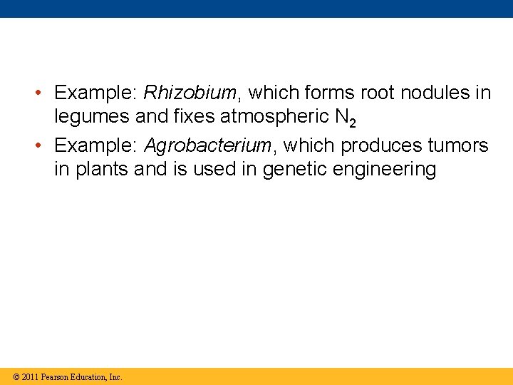  • Example: Rhizobium, which forms root nodules in legumes and fixes atmospheric N