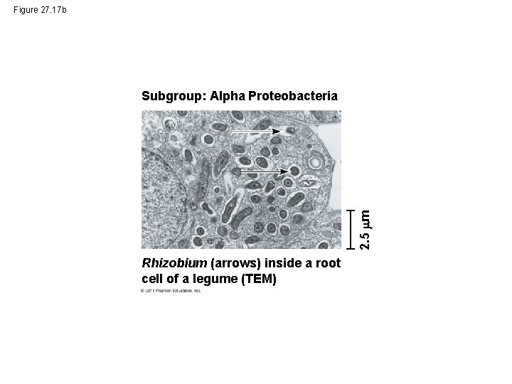 Figure 27. 17 b 2. 5 m Subgroup: Alpha Proteobacteria Rhizobium (arrows) inside a