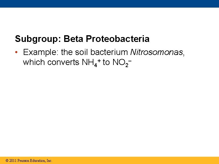 Subgroup: Beta Proteobacteria • Example: the soil bacterium Nitrosomonas, which converts NH 4+ to