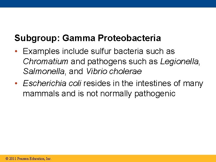 Subgroup: Gamma Proteobacteria • Examples include sulfur bacteria such as Chromatium and pathogens such