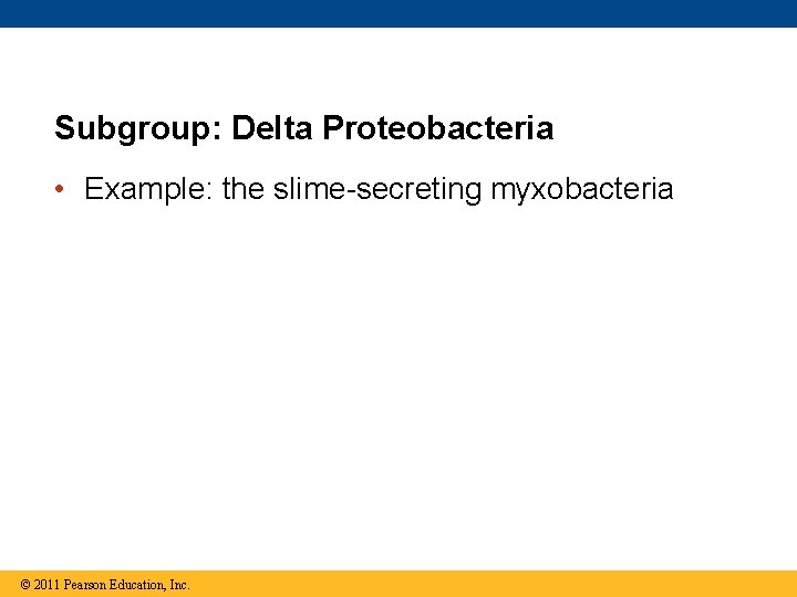 Subgroup: Delta Proteobacteria • Example: the slime-secreting myxobacteria © 2011 Pearson Education, Inc. 