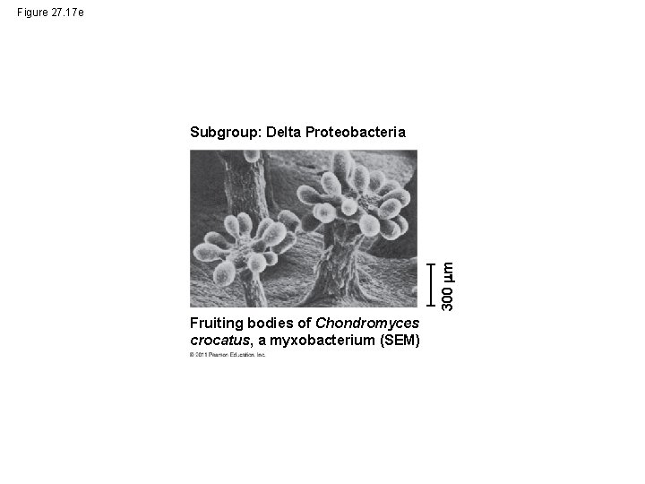 Figure 27. 17 e 300 m Subgroup: Delta Proteobacteria Fruiting bodies of Chondromyces crocatus,