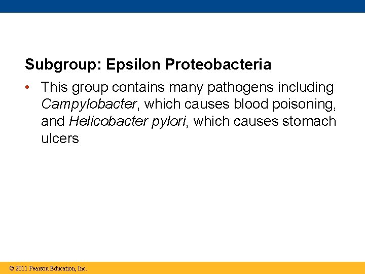 Subgroup: Epsilon Proteobacteria • This group contains many pathogens including Campylobacter, which causes blood