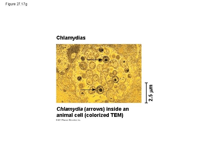 Figure 27. 17 g 2. 5 m Chlamydias Chlamydia (arrows) inside an animal cell