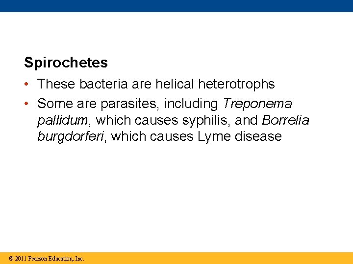 Spirochetes • These bacteria are helical heterotrophs • Some are parasites, including Treponema pallidum,