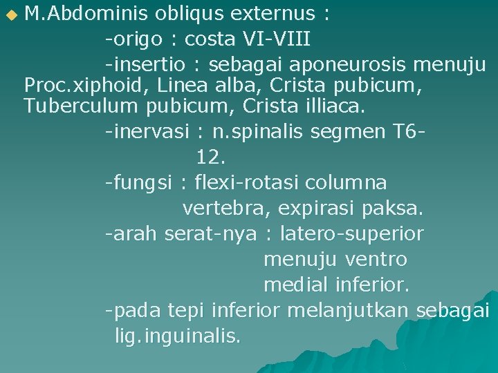 u M. Abdominis obliqus externus : -origo : costa VI-VIII -insertio : sebagai aponeurosis