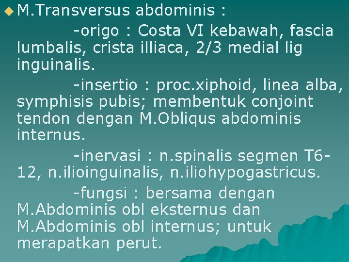 u M. Transversus abdominis : -origo : Costa VI kebawah, fascia lumbalis, crista illiaca,