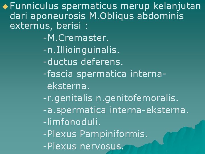 u Funniculus spermaticus merup kelanjutan dari aponeurosis M. Obliqus abdominis externus, berisi : -M.