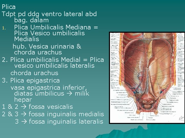 Plica Tdpt pd ddg ventro lateral abd bag. dalam 1. Plica Umbilicalis Mediana =