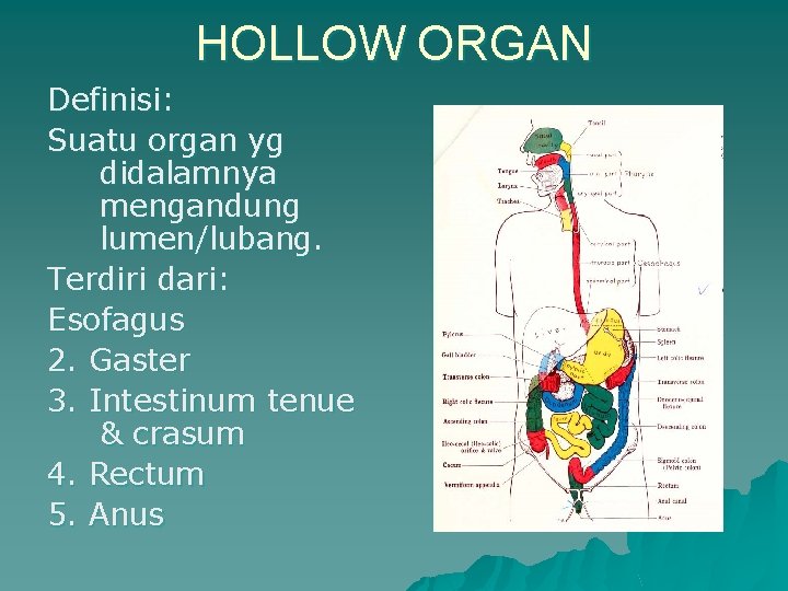 HOLLOW ORGAN Definisi: Suatu organ yg didalamnya mengandung lumen/lubang. Terdiri dari: Esofagus 2. Gaster