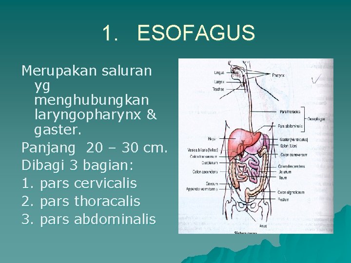 1. ESOFAGUS Merupakan saluran yg menghubungkan laryngopharynx & gaster. Panjang 20 – 30 cm.