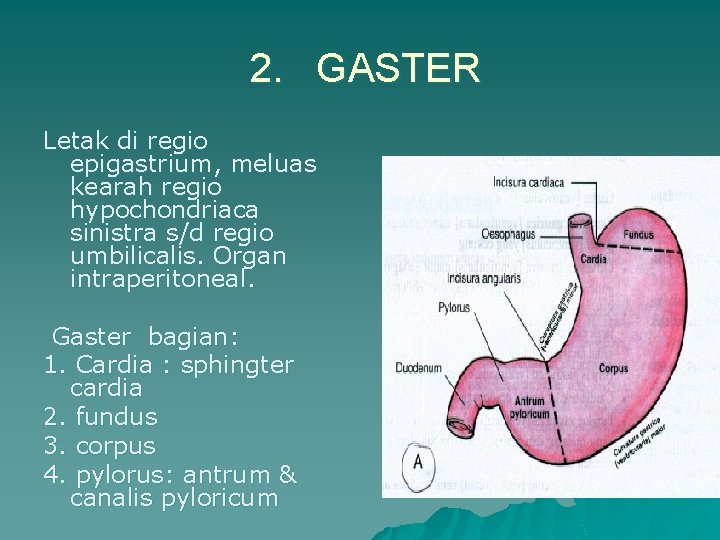 2. GASTER Letak di regio epigastrium, meluas kearah regio hypochondriaca sinistra s/d regio umbilicalis.