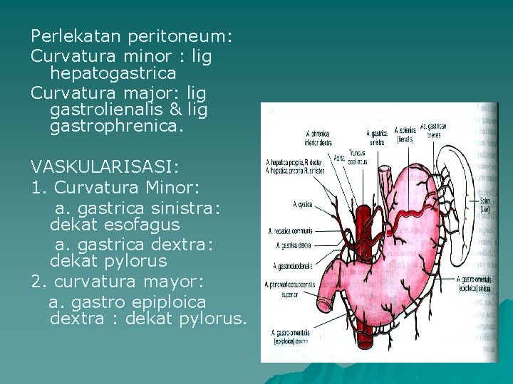 Perlekatan peritoneum: Curvatura minor : lig hepatogastrica Curvatura major: lig gastrolienalis & lig gastrophrenica.