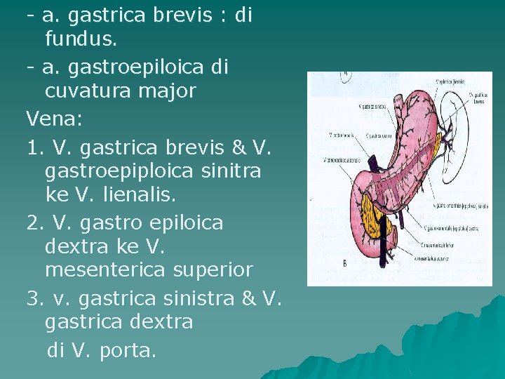 - a. gastrica brevis : di fundus. - a. gastroepiloica di cuvatura major Vena: