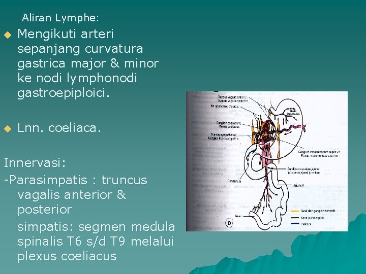 Aliran Lymphe: u Mengikuti arteri sepanjang curvatura gastrica major & minor ke nodi lymphonodi