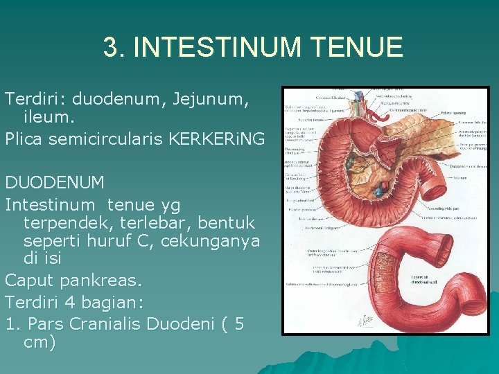 3. INTESTINUM TENUE Terdiri: duodenum, Jejunum, ileum. Plica semicircularis KERKERi. NG DUODENUM Intestinum tenue