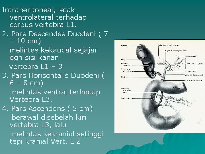 Intraperitoneal, letak ventrolateral terhadap corpus vertebra L 1. 2. Pars Descendes Duodeni ( 7