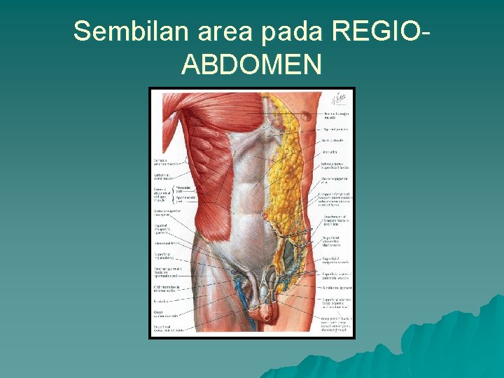 Sembilan area pada REGIOABDOMEN 