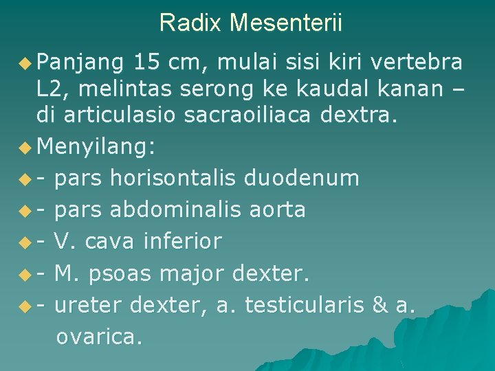 Radix Mesenterii u Panjang 15 cm, mulai sisi kiri vertebra L 2, melintas serong