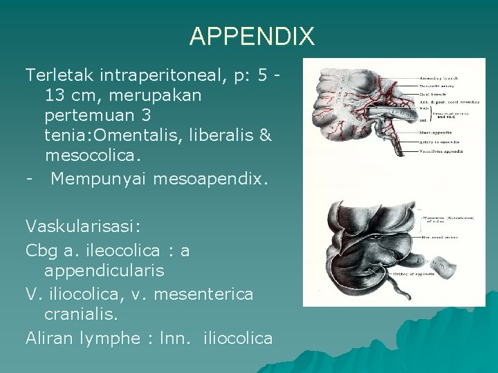 APPENDIX Terletak intraperitoneal, p: 5 13 cm, merupakan pertemuan 3 tenia: Omentalis, liberalis &