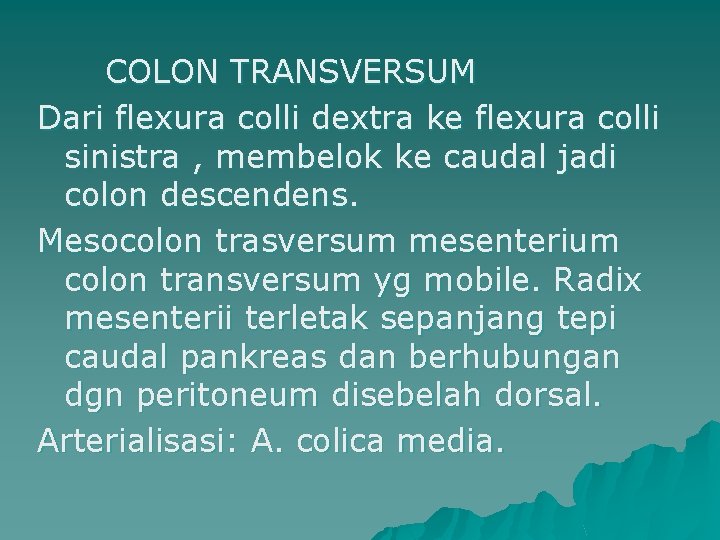 COLON TRANSVERSUM Dari flexura colli dextra ke flexura colli sinistra , membelok ke caudal