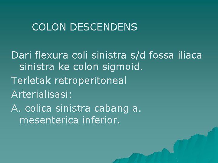 COLON DESCENDENS Dari flexura coli sinistra s/d fossa iliaca sinistra ke colon sigmoid. Terletak