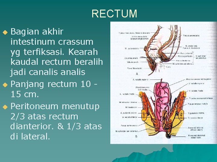 RECTUM Bagian akhir intestinum crassum yg terfiksasi. Kearah kaudal rectum beralih jadi canalis u