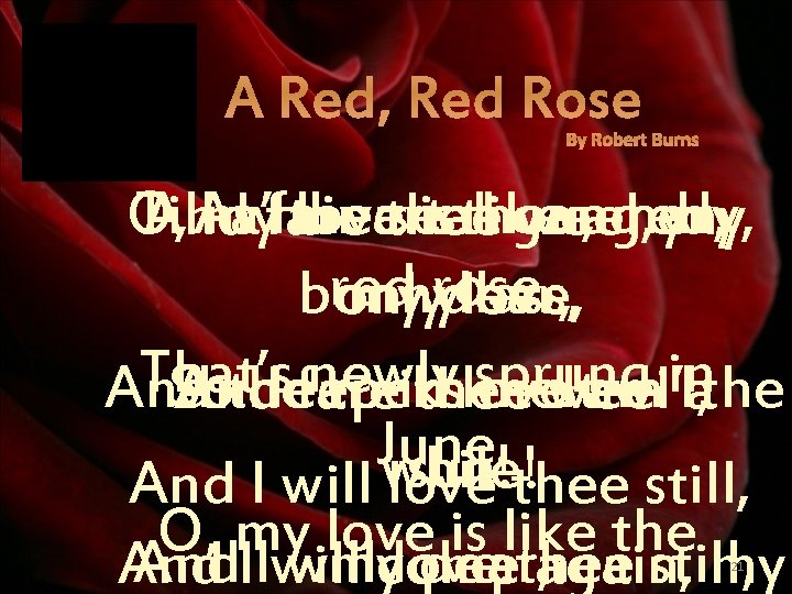 A Red, Red Rose By Robert Burns Till As a’fare fair the seas gang
