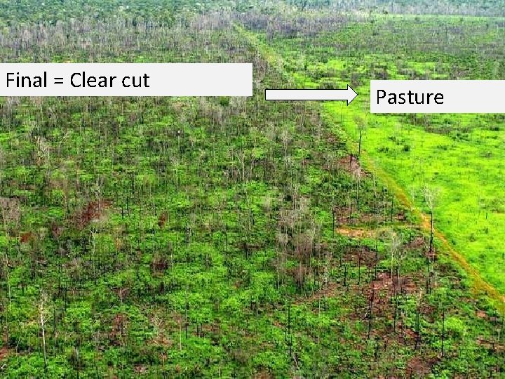 Final = Clear cut Pasture 