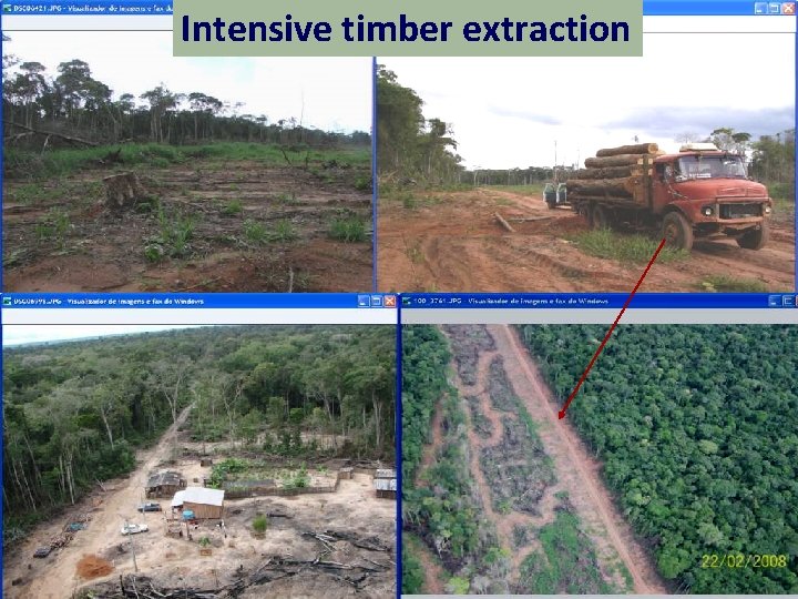 Intensive timber extraction Exploração – estágio inicial 