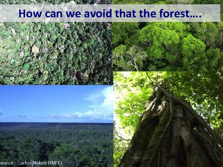 How can we avoid that the forest…. Source: Carlos Nobre (INPE) 