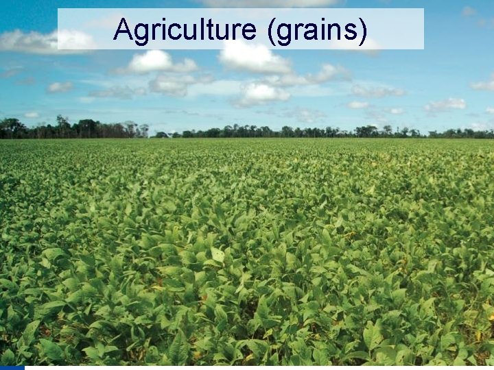 Agriculture (grains) 