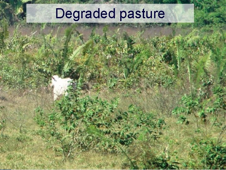 Degraded pasture 