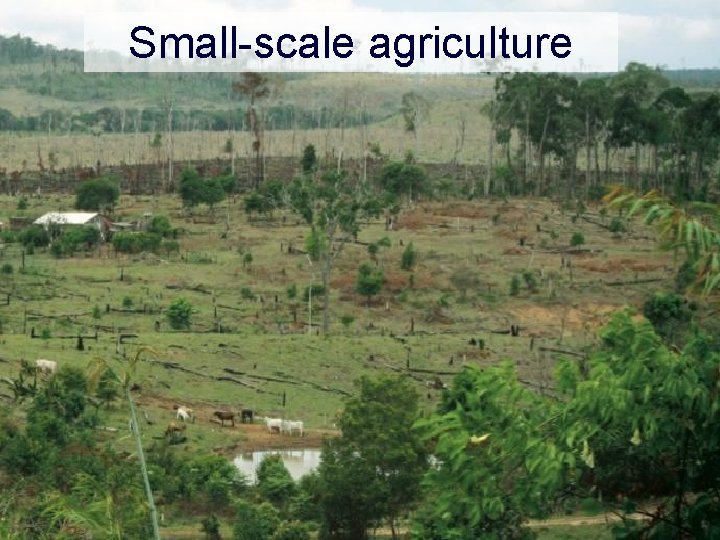 Small-scale agriculture 