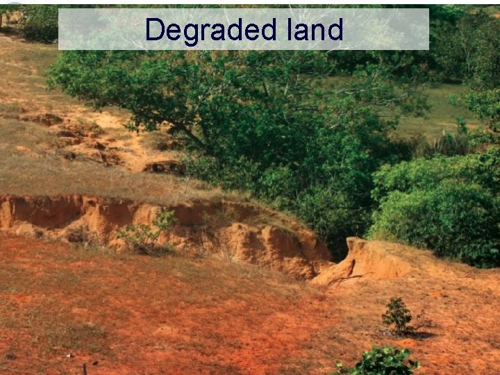 Degraded land 