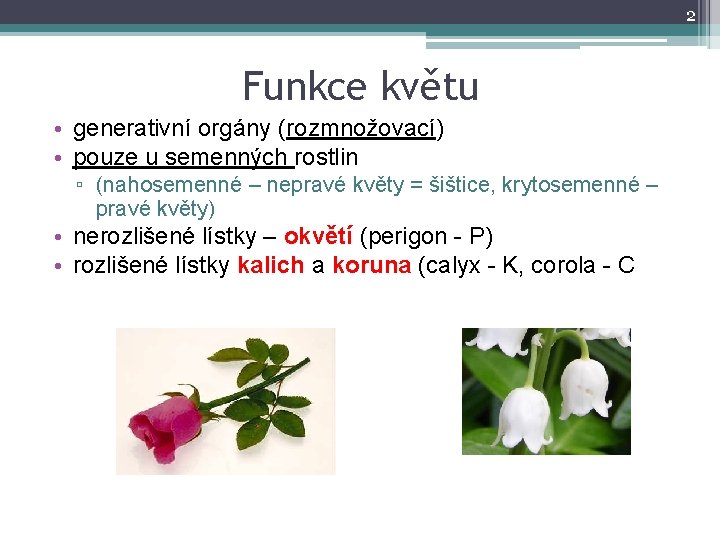 2 Funkce květu • generativní orgány (rozmnožovací) • pouze u semenných rostlin ▫ (nahosemenné