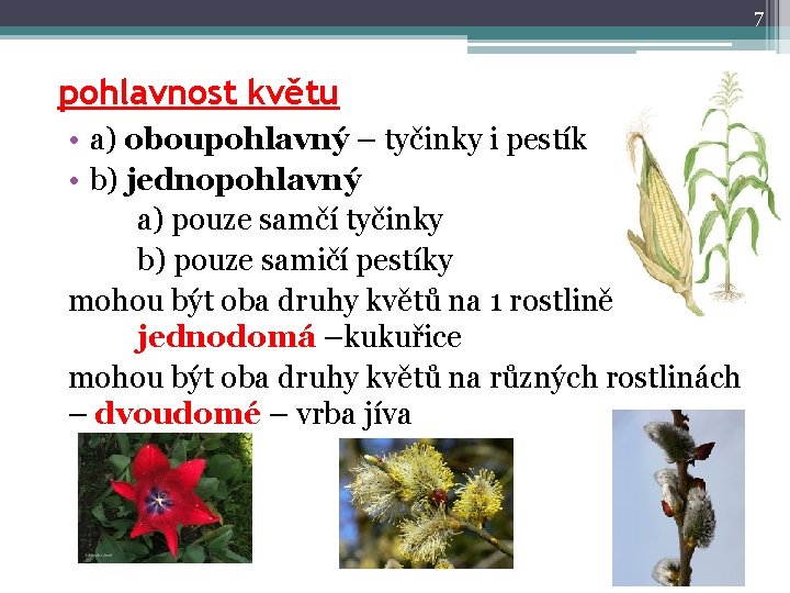 7 pohlavnost květu • a) oboupohlavný – tyčinky i pestík • b) jednopohlavný a)