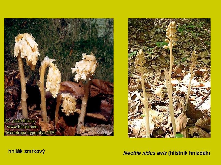 hnilák smrkový Neottia nidus avis (hlístník hnízdák) 