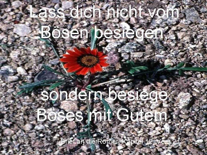 Lass dich nicht vom Bösen besiegen, sondern besiege Böses mit Gutem. Brief an die