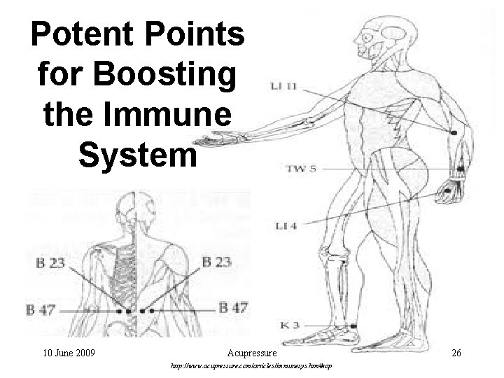 Potent Points for Boosting the Immune System 10 June 2009 Acupressure http: //www. acupressure.