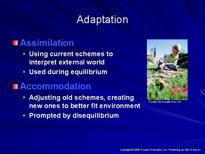 Adaptation Assimilation § Using current schemes to interpret external world § Used during equilibrium